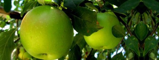 Your Call to Action: Picking God's Little Green Apples Your Call to Action: Picking God's Little Green Apples