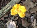 The First Step of Foraging: Know What Grows Where