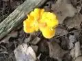 The First Step of Foraging: Know What Grows Where