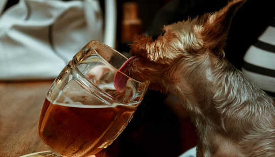 dog drinking teaWhy Cats Are Fussy Eaters But Dogs Will Consume Almost Anything