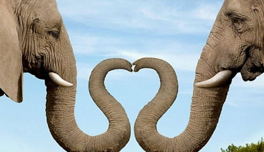 Elephants & Puppy Love: Animals Help Us Open Our Heart