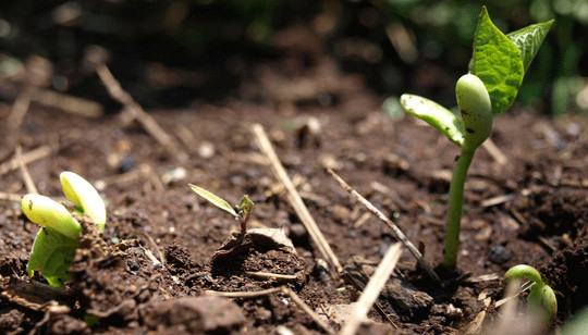 The key to gardening is dirt. If you can grow good dirt now, you can grow good vegetables this spring. And you don’t have to run to the garden store to load up on boxes and bags of stuff to do it if you start early and think of it as a year-round project.