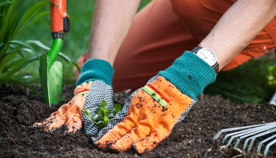 The Wonder of Worms In The Garden