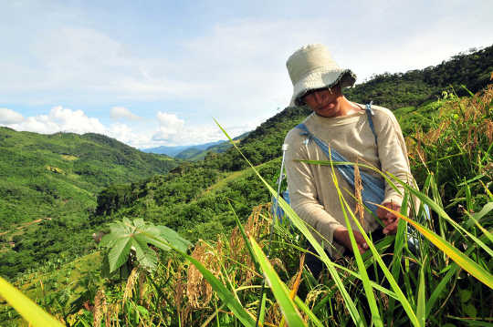 boliva rice 12 27