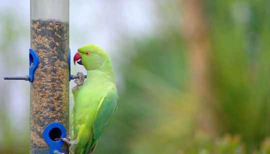 Are Parakeets On Course For Global Domination?