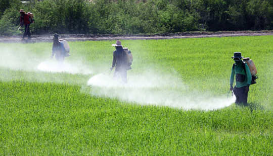 Are Pesticides The Cause Of Microcephaly In Brazil.