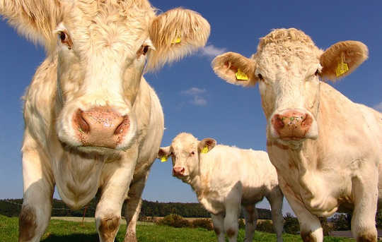5 Ways To Cut Down On Eating Meat