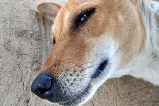 The Dangers Of Your Pet On Pot, Or Even CBD