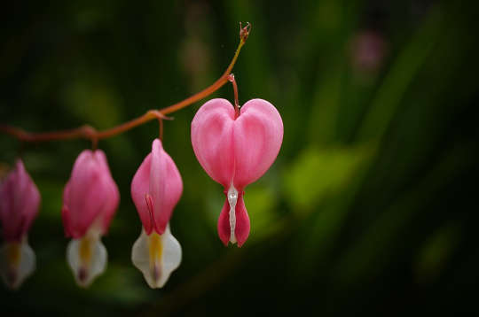 Horoscope Current Week 2018 bleeding heart flower
