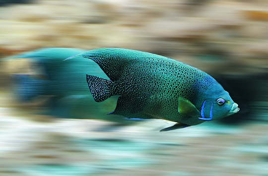 Horoscope Current Week fish 582695 640
