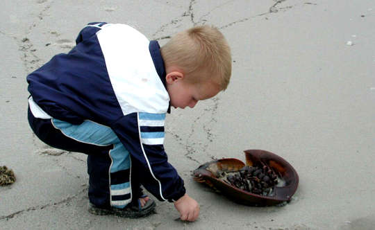Of Horseshoe Crabs and Empathy Of Horseshoe Crabs and Empathy