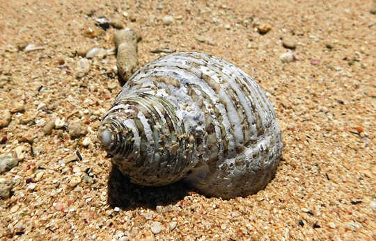 Living in the Flow of Grace: Seashells in the Desert Living in the Flow of Grace: Seashells in the Desert