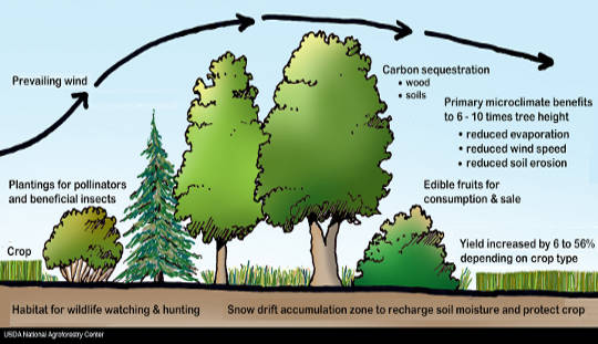 Agroforestry May Be A New Weapon In Climate Change Fight Agroforestry May Be A New Weapon In Climate Change Fight