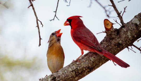 How The Hard Work Of Wild Animals Benefits Us