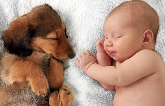 Preparing Your Pet for Your New Baby: A Guide For New Parents