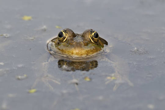 How To Make Your Garden Frog Friendly