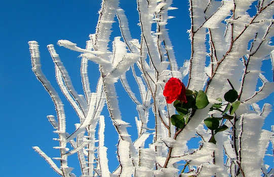 Each One Of Us Can Be A Miracle For Someone Else Each One Of Us Can Be A Miracle For Someone Else