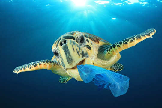 How Plastic Bags Harm Our Environment And Sea Life How Plastic Bags Harm Our Environment And Sea Life
