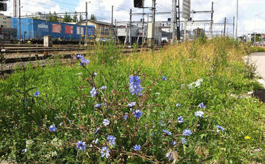 Accidental Crops Are A Nutritious, Environmentally Friendly And Free Source Of Food