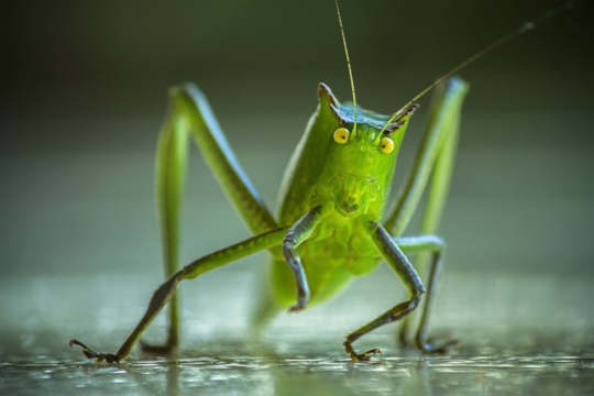 Communicating With Insects As Intelligent Fellow Beings