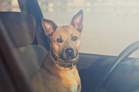 How Long Does It Take For A Dog To Die In A Hot Car