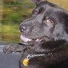 You Have the Power to Heal Your Pet