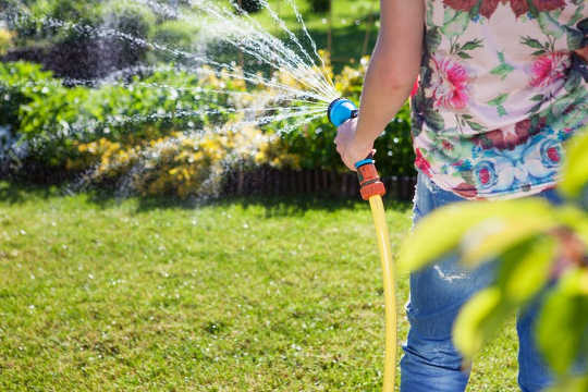 Is Rain Better Than Tap Water For Plants?