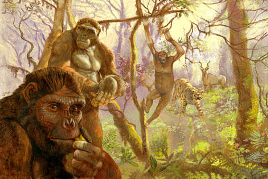 There Is A Next To Zero Chance That Apelike Fossil Is Our Direct Ancestor There Is A Next To Zero Chance That Apelike Fossil Is Our Direct Ancestor