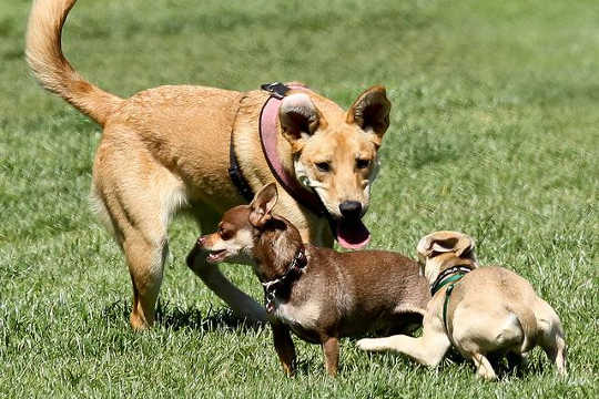 Bigger Dogs Outdo Little Ones At This Intelligence Test