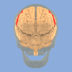 Mapping the brain: scientists define 180 distinct regions, but what now?