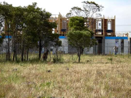 The Small Patch Of Bush Over Your Back Fence Might Be Key To A Species’ Survival The Small Patch Of Bush Over Your Back Fence Might Be Key To A Species’ Survival