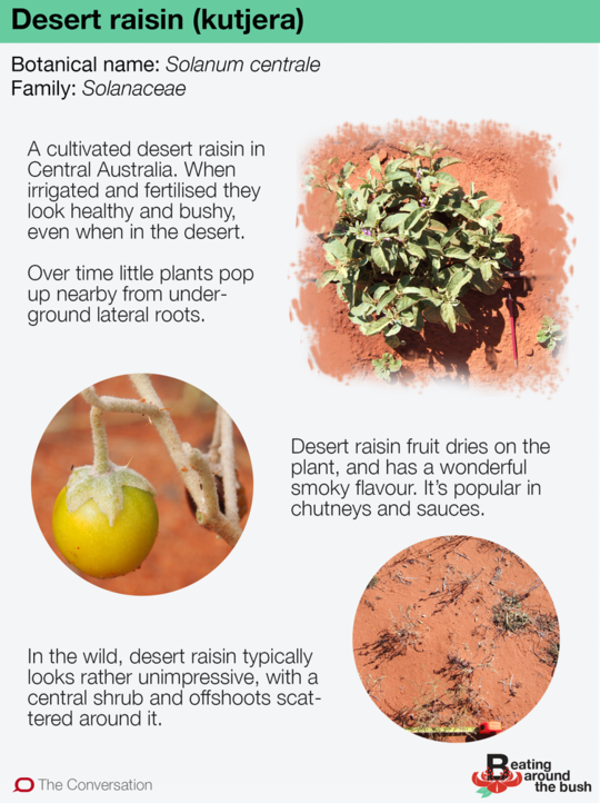 The Tasty Weed-like Desert Raisin Plant