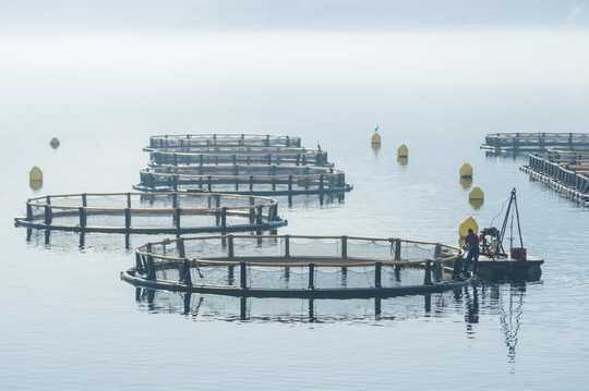 Farmed Salmon Is Now A Staple In Diets – But What They Eat Matters Too