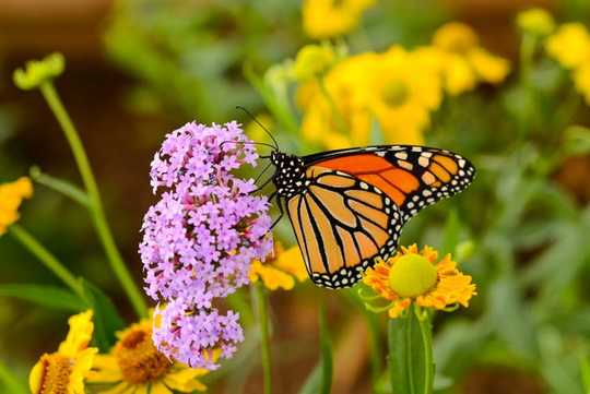 4 Steps To Make Your Lawn A Wildlife Haven 4 Steps To Make Your Lawn A Wildlife Haven