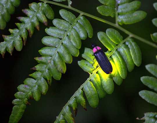 How Fireflies Glow – And What Signals They're Sending How Fireflies Glow – And What Signals They're Sending