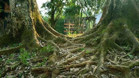 Climate Change: Having The Right Combination Of Tree Personalities Could Make Forests More Resilient Climate Change: Having The Right Combination Of Tree Personalities Could Make Forests More Resilient
