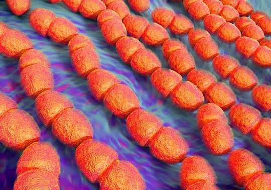 This Microbe Is Spreading Antibiotic Resistance To Other Bacteria