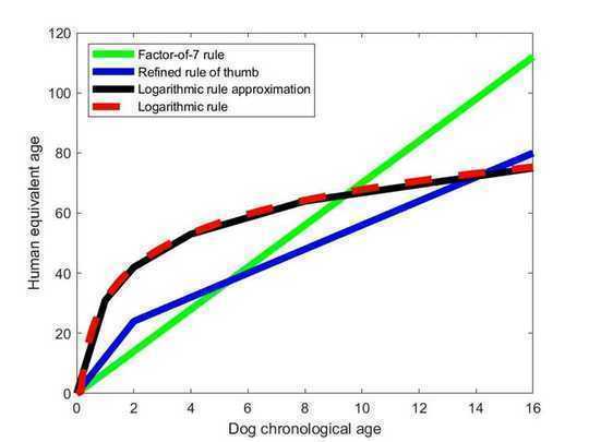 Are Dog Years For Real? An Explanation Of Calculating Canine Age