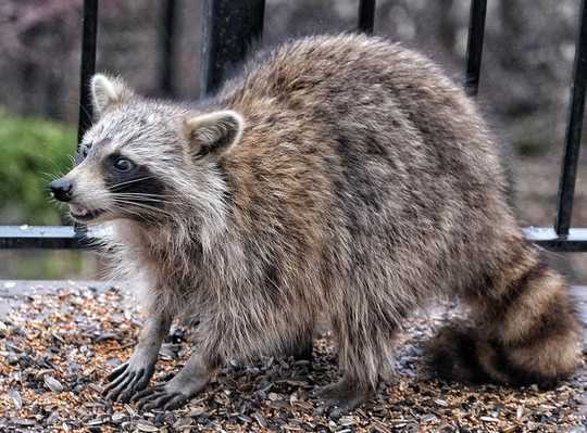 How To Handle Raccoons, Snakes And Other Critters In Your Yard How To Handle Raccoons, Snakes And Other Critters In Your Yard