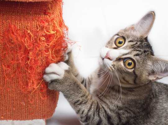 How Are Cats Declawed, And Is It Painful? How Are Cats Declawed, And Is It Painful?