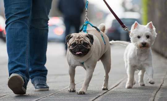 How Dogs Help Keep Multiracial Neighborhoods Socially Segregated