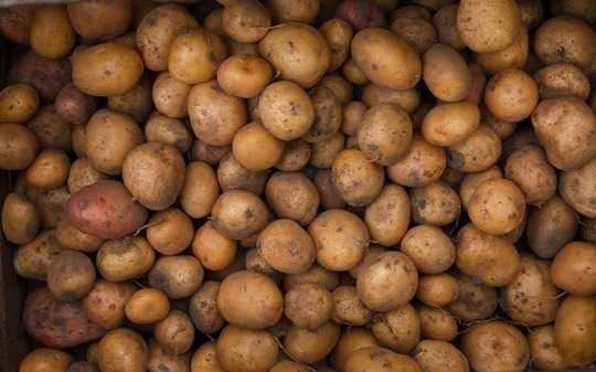 How The Humble Potato Fuelled The Rise Of Liberal Capitalism How The Humble Potato Fuelled The Rise Of Liberal Capitalism