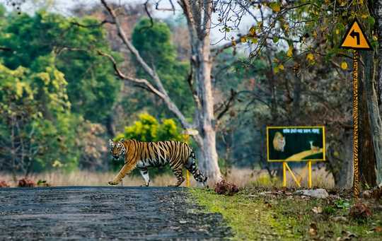 Tragic Tale Of A Man Eating Tigress Tells Us So Much About The Climate Crisis Tragic Tale Of A Man Eating Tigress Tells Us So Much About The Climate Crisis