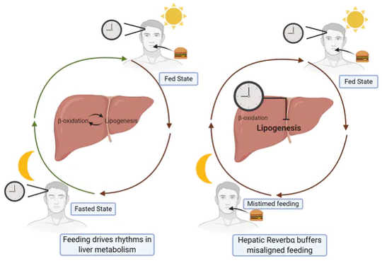 How REVERBα stops circadian rhythm ‘disruptions’