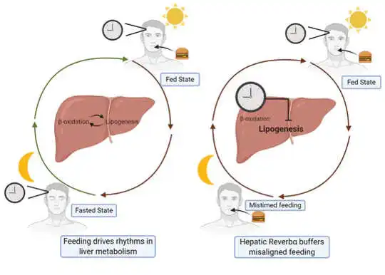 How REVERBα stops circadian rhythm ‘disruptions’
