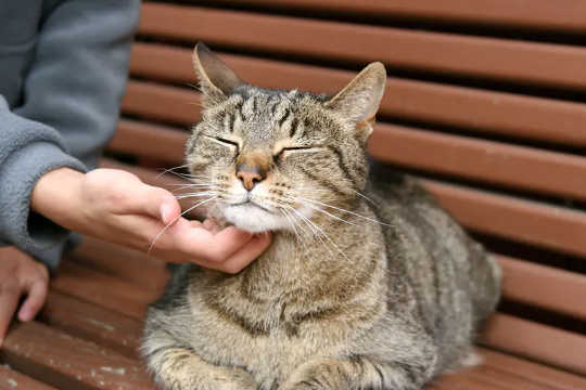 How Can You Tell If Your Cat Is Happy And Likes You?