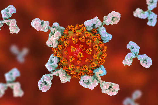 If Immunity To Covid-19 Doesn't Last, It Will Threaten A Vaccine And Herd Immunity If Immunity To Covid-19 Doesn't Last, It Will Threaten A Vaccine And Herd Immunity