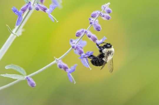 How 'Bee-Washing' Hurts Bees And Misleads Consumers How 'Bee-Washing' Hurts Bees And Misleads Consumers