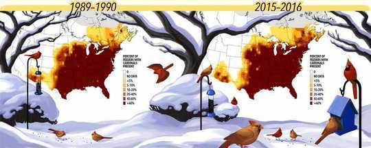 Here Are Some Tips For Feed Wild Birds The Right Way