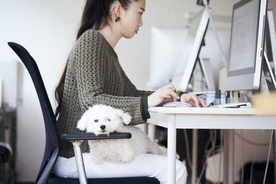 Why Very Good Dogs Don't Necessarily Make Very Good Co-workers